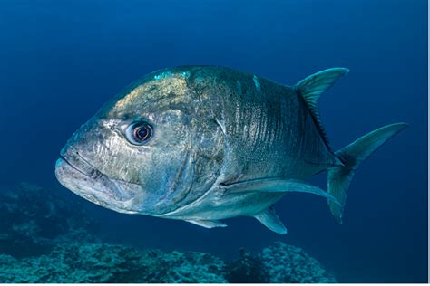 Sea Wonder: Giant Trevally .